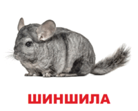 09002r6o-bc2f-200x160.png