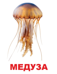 09002r9s-9550-199x260.png