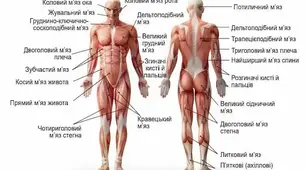 Конспект уроку. Біологія 8 клас. НУШ. Тема уроку  :М'язова система людини