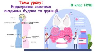 Презентація з біології 8 клас НУШ: Ендокринна система людини: будова та функції