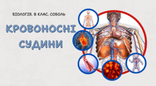 8 клас НУШ. Кровоносні судини 