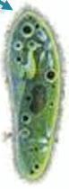 09002ycc-42b9-77x210.png