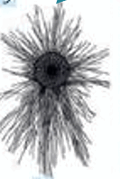 09002yd9-173c-133x198.png