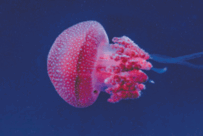 09002ydf-3bc1-203x136.png