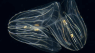 09002ydo-aa8e-188x106.png
