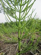 090035ex-93f0-159x212.jpg