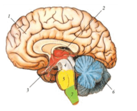 090038ro-0ec7-172x139.png