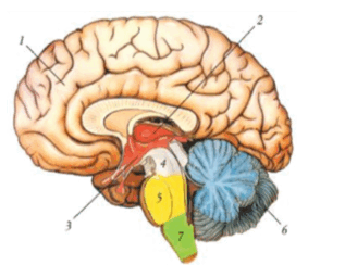 090038ro-0ec7-317x256.png