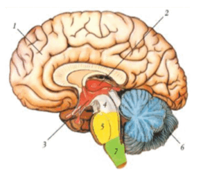 090038ro-0ec7-319x257.png