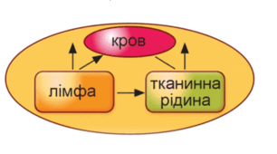 Внутрішнє середовище організму людини. Серцево-судинна й лімфатична системи. 8 кл НУШ за групами результатів