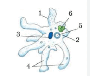 09003ac0-ddd6-299x253.png