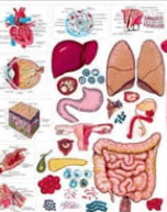 09003ag3-671d-152x193.png