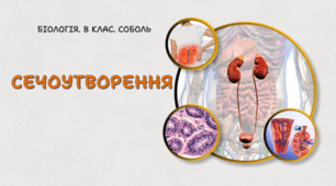 8 клас НУШ. Сечоутворення 