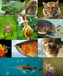 09003apl-f69f-208x251.png