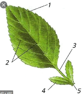 09003h8h-e760-281x313.png