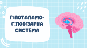 Гіпоталамо-гіпофізарна система