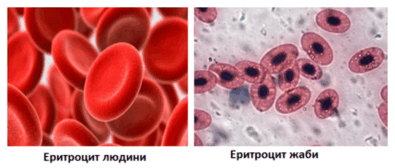 09003k8k-c6b1-395x168.png
