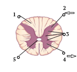 09003k93-2707-257x238.png