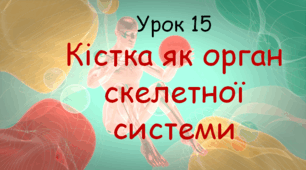 Презентація до уроку "Кістка як орган скелетної системи". Біологія, 8 клас НУШ за підр. Соболь В.І..