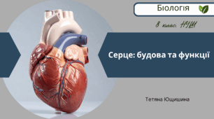 Серце: будова та функції. 8 клас. НУШ
