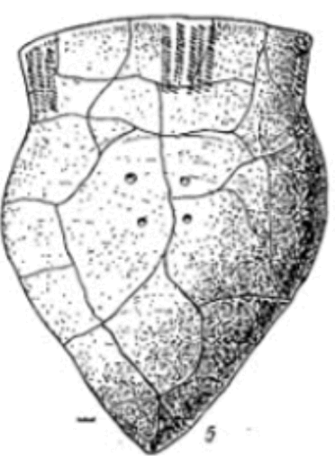 09003sdp-638d-372x507.png