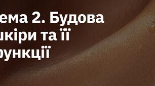 Будова шкіри та її функції