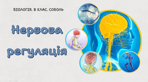 8 клас НУШ. Нервова регуляція