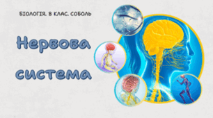 8 клас НУШ.Нервова система