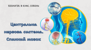 8 клас НУШ. Центральна нервова система. Спинний мозок. 