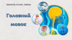 8 клас НУШ.Головний мозок 