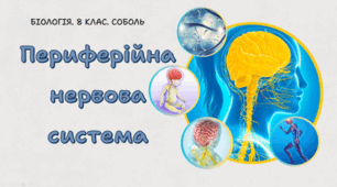 8 клас НУШ.Периферійна нервова система 