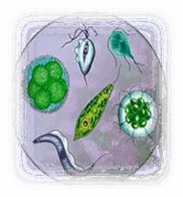 0900493l-680c-201x216.png