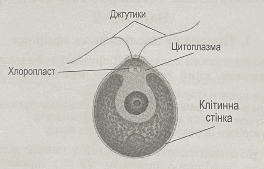 090049ed-092c-264x169.png