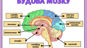 🧠 Робочий аркуш “Будова головного мозку людини”