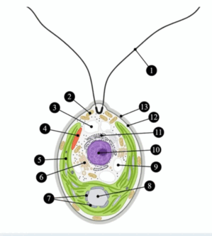 09004e5s-49ef-299x332.png