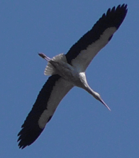 09004ged-5e98-175x198.png
