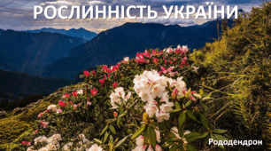 Презентація до уроку: "РОСЛИННІСТЬ УКРАЇНИ"