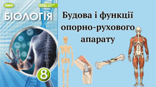 Будова та функції опорно-рухового апарату