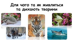 Презентація до уроку пізнаємо природу 5 клас НУШ "Для чого та як живляться та дихають тварини"