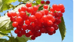 09004xhg-c2c6-255x144.png