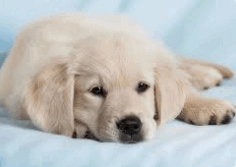 09004xjh-78c7-236x167.png