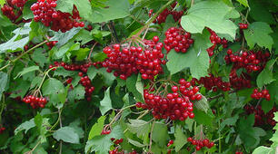 ГР 4. Лексикологія