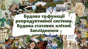 Будова та функції репродуктивної системи. Будова статевих клітин. Запліднення