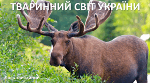 Презентація до уроку: "ТВАРИННИЙ СВІТ УКРАЇНИ"
