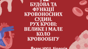 Презентація  до уроку  «§ 28. Будова та функції кровоносних судин. Рух крові : велике і мале коло кровообігу»  8клас НУШ