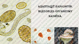 Презентація на тему "Адаптації паразитів до мешкання в організмі хазяїна.Відповідь хазяїна на паразитування"