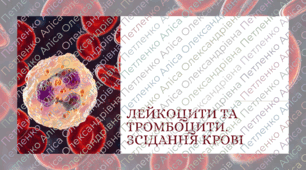 Презентація НУШ 8 клас "Лейкоцити, тромбоцити. Зсідання крові"