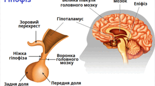 Гіпоталамо-гіпофізарна система та її біологічне значення