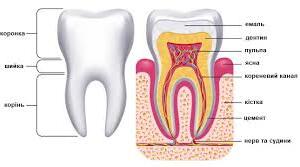 Лабораторне дослідження Тема: ЗОВНІШНЯ БУДОВА ЗУБІВ (за муляжами, моделями).