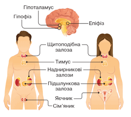 09005i1i-cd1d-449x401.png